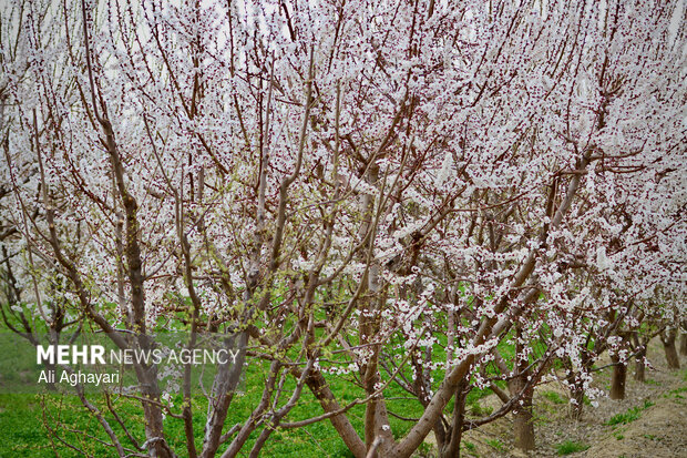 شکوفه های بهاری در ارومیه