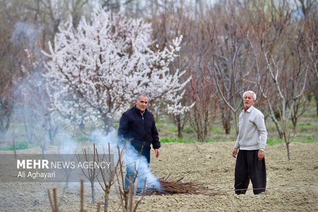 شکوفه های بهاری در ارومیه