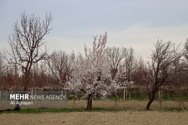 شکوفه های بهاری در ارومیه