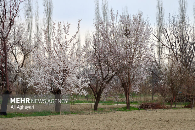 شکوفه های بهاری در ارومیه