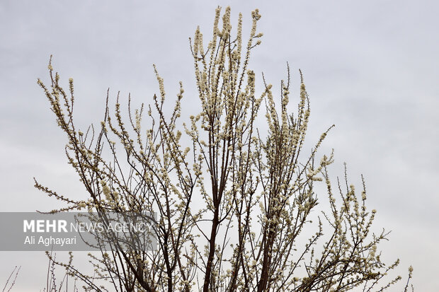 شکوفه های بهاری در ارومیه
