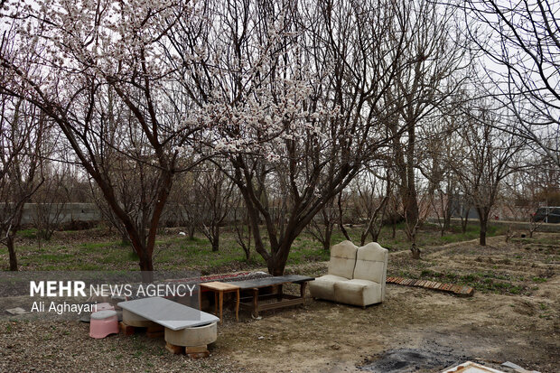 شکوفه های بهاری در ارومیه