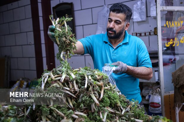 گیاهان بهاری سنندج