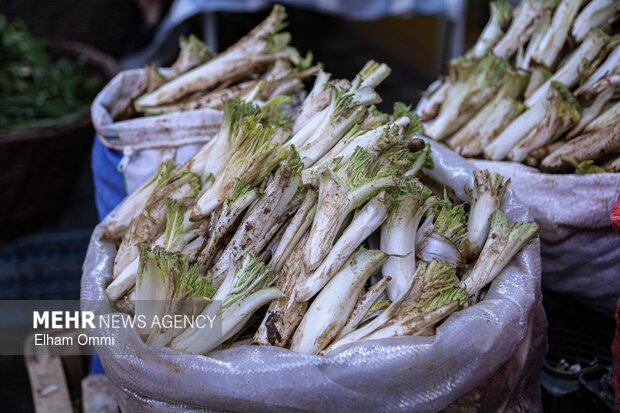 گیاهان بهاری سنندج