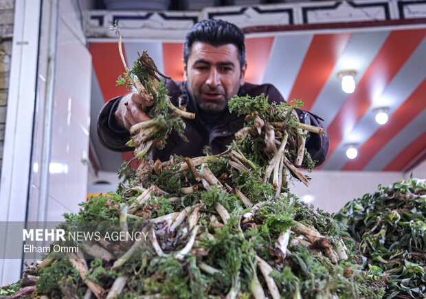 گیاهان بهاری سنندج
