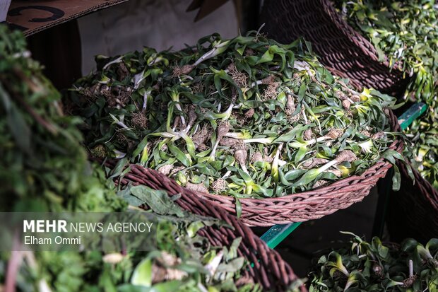 گیاهان بهاری سنندج