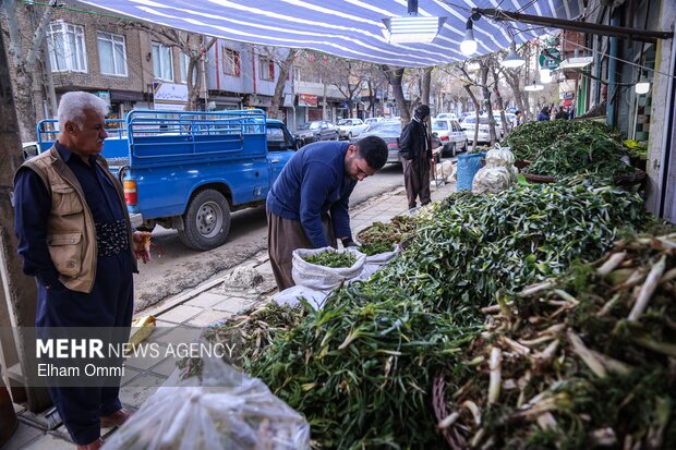 گیاهان بهاری سنندج