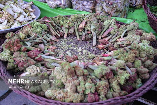 گیاهان بهاری سنندج