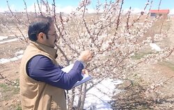 مقابله با آفات و سرمازدگی در مهدیشهر؛نظارت بر نانوایی‌ها شبانه‌روزی شد
