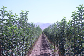 تولید یک میلیون و ۱۰۰ هزار نشا گل و ۲۶ هزار اصله نهال در تبریز