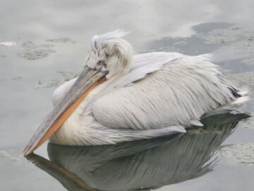 نجات پلیکان در کویر شهرستان بهاباد