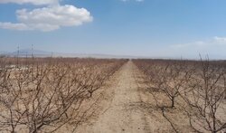 اجرای آبیاری نوین در ۱۱ هزار هکتار اراضی کشاورزی شاهرود