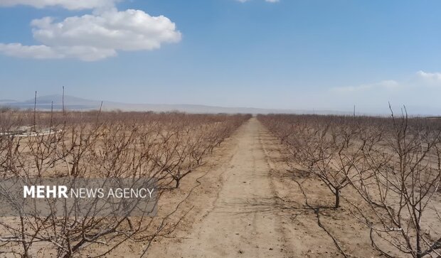 اجرای آبیاری نوین در ۱۱ هزار هکتار اراضی کشاورزی شاهرود