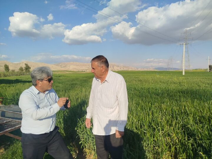 هشدار نسبت به شیوع سن مادر، زنگ زرد و علف‌های هرز در مزارع پلدختر 