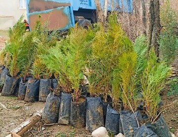 نهال‌هایی به نام شهدا در زاگرس؛کردستان و سهم آن از طرح یک میلیارد درخت