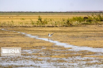 wetland