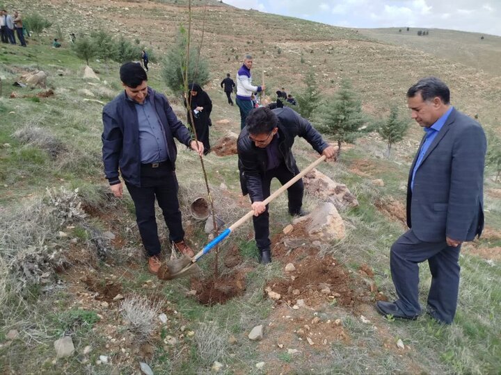 نهال‌های امید در سراب قنبر کرمانشاه کاشته شد