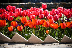 باغ لاله های اراک