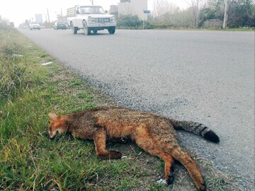 ۳ اشتباه مرگبار رانندگان در گیلان که حیات‌وحش را به کشتن می‌دهد