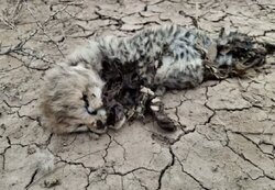 شکاریان: لاشه یک توله یوزپلنگ آسیایی در میاندشت جاجرم کشف شد