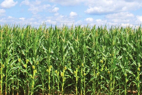 توزیع ۱۰ تن بذر سورگوم علوفه‌ای در هیرمند با هدف تقویت الگوی کشت