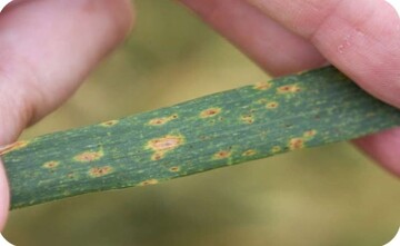 هشدار نسبت به شیوع بیماری «لکه خرمایی» در مزارع گندم لرستان