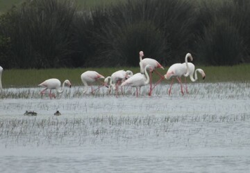 فلامینگوهای مهاجر وارد تالاب بین‌المللی و پارک ملی بوجاق شدند
