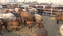زنجیره سرقت احشام در بسطام پاره شد؛ دستگیری ۴ سارق و یک مالخر