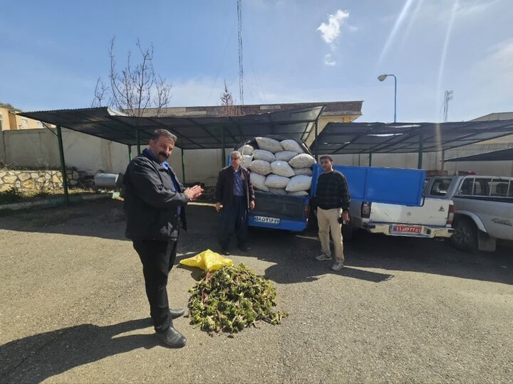 کشف ۲تن کنگر کوهی قاچاق در محور کولان؛محموله با حکم قضایی به فروش رسید
