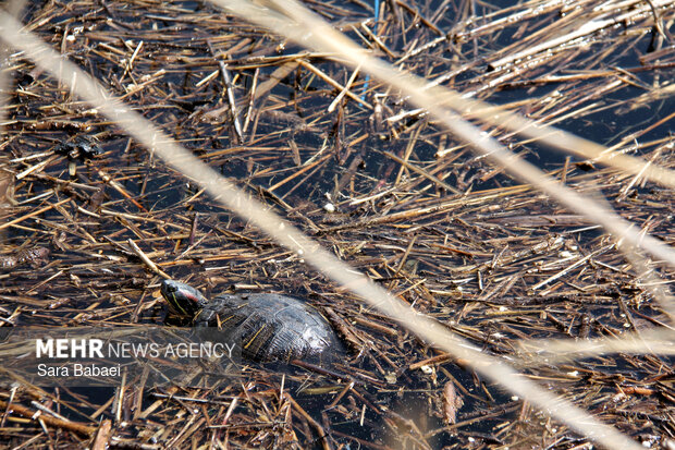 معجزه بهار در بستر پرآب سراب اساطیری نیلوفر کرمانشاه