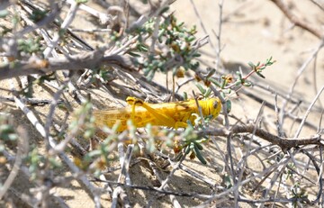 پایش بیش از ۵ میلیون هکتار از مراتع سیستان‌ و بلوچستان برای رصد ملخ ها