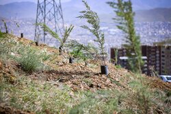 پویش «درختکاری سرو ایران» در سنندج