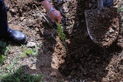 پویش درختکاری «سرو ایران» در شاه منظر هفشجان