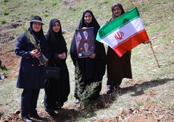 طرح یک میلیارد درخت در نیمه راه؛ بقای نهال‌ها مهم‌تر از آمار کاشت