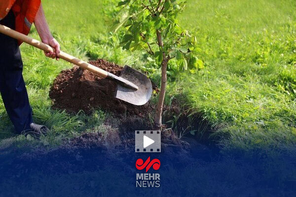 برگزاری پویش درختکاری به یاد دختران شهید میناب در مجموعه ورزشی آزادی