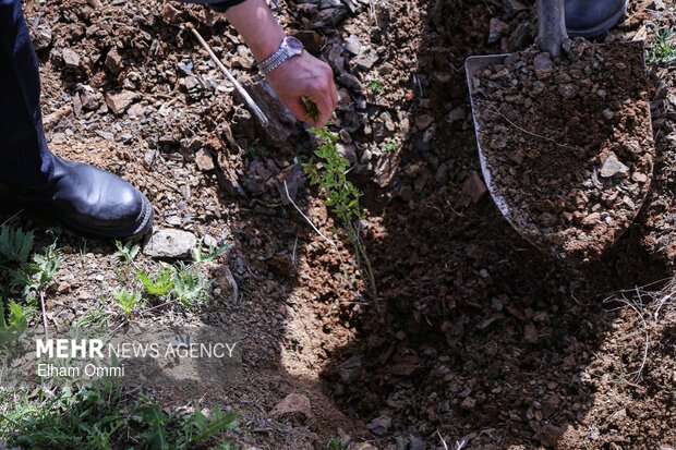 پویش درختکاری «سرو ایران» در شاه منظر هفشجان