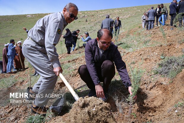 پویش «درختکاری سرو ایران» در سنندج