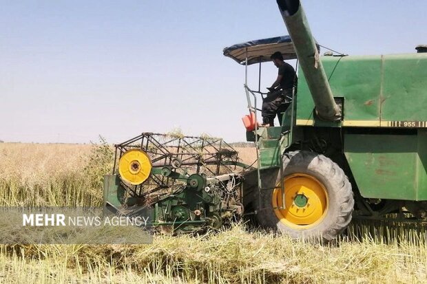 آغاز برداشت ۲ هزار تن دانه‌ روغنی کلزا و گلرنگ در سیستان و بلوچستان