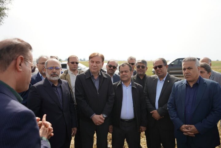 عملیات برداشت گندم و جو در ۱۳ هزار هکتار اراضی بوشهر آغاز شد