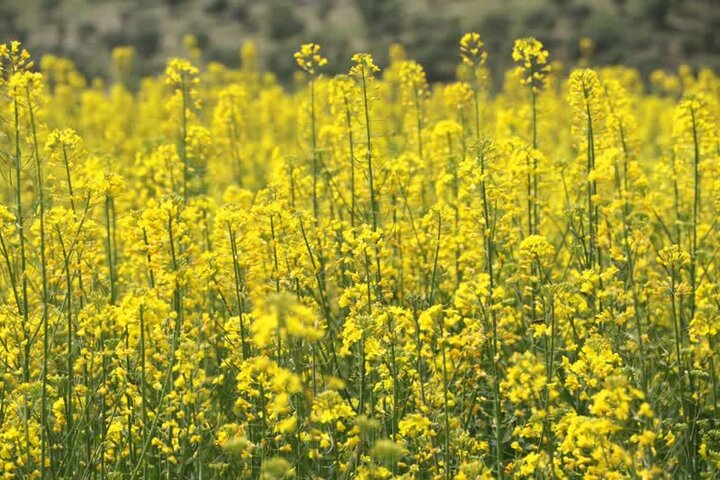 ۵ هزار تن دانه روغنی کلزا در دهلران برداشت شد
