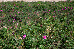 Harvesting damask rose in Kashan