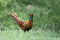 لایق: سرشماری بهاره قرقاول در شهرستان رازوجرگلان آغاز شد