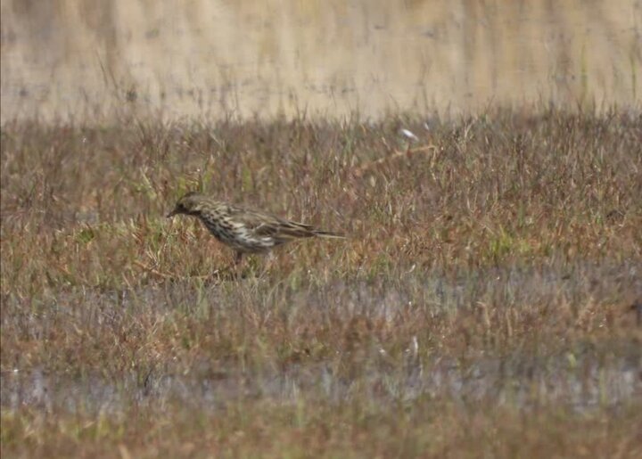 ثبت گونه جدید پرنده در تالاب بین‌المللی گندمان چهارمحال‌وبختیاری