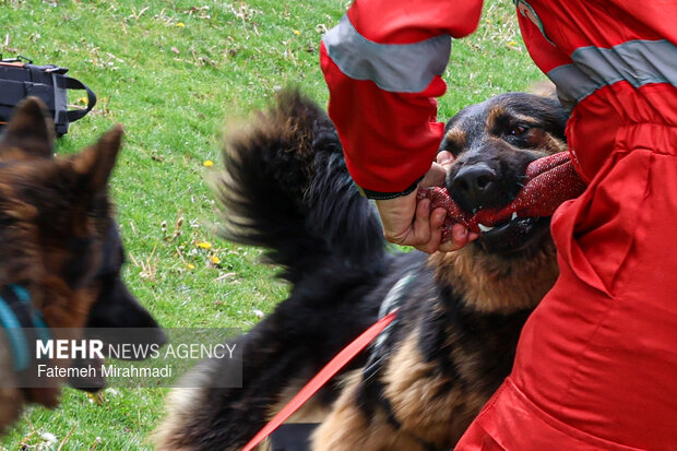 رزمایش امدادگران هلال احمر