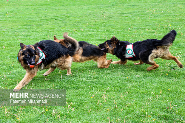 رزمایش امدادگران هلال احمر