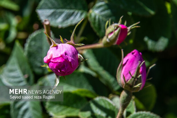 آغاز برداشت گل محمدی در کاشان