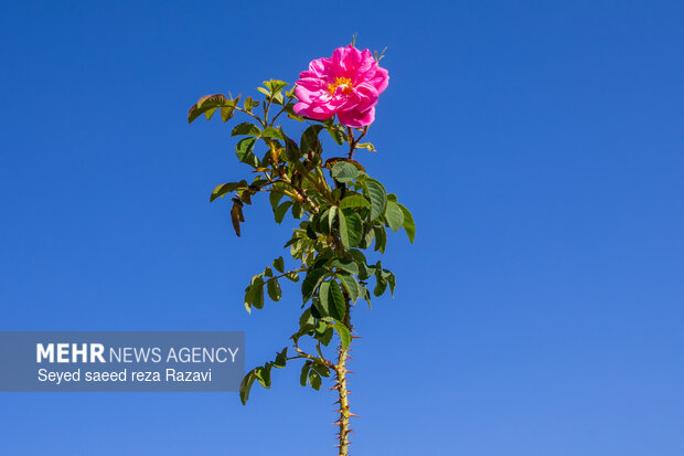 آغاز برداشت گل محمدی در کاشان
