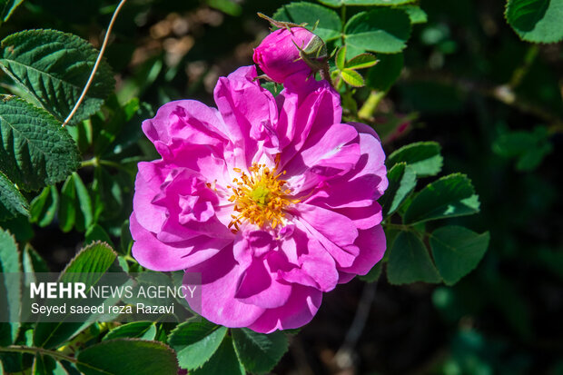 آغاز برداشت گل محمدی در کاشان