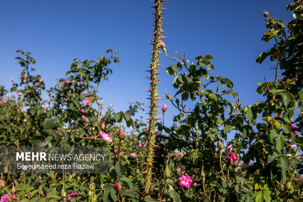 آغاز برداشت گل محمدی در کاشان