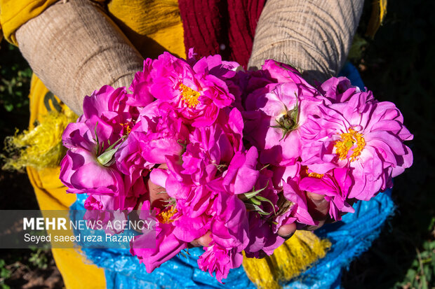 Harvesting damask rose in Kashan
